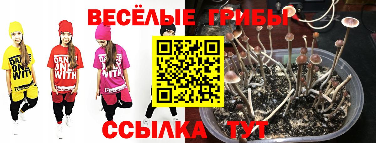 Донецк  как найти   Вход с VPN  Галлюциногенные грибы Psilocybe 